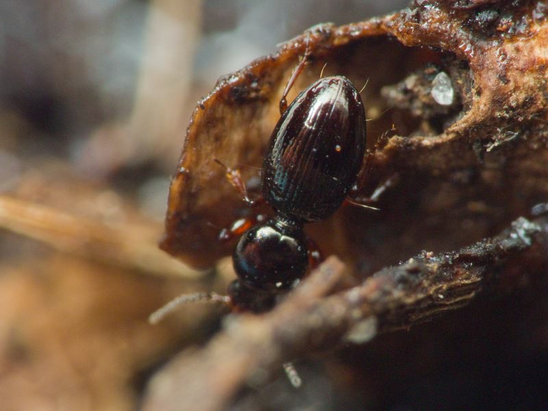 Dyschirius aenea Boheman, 1849